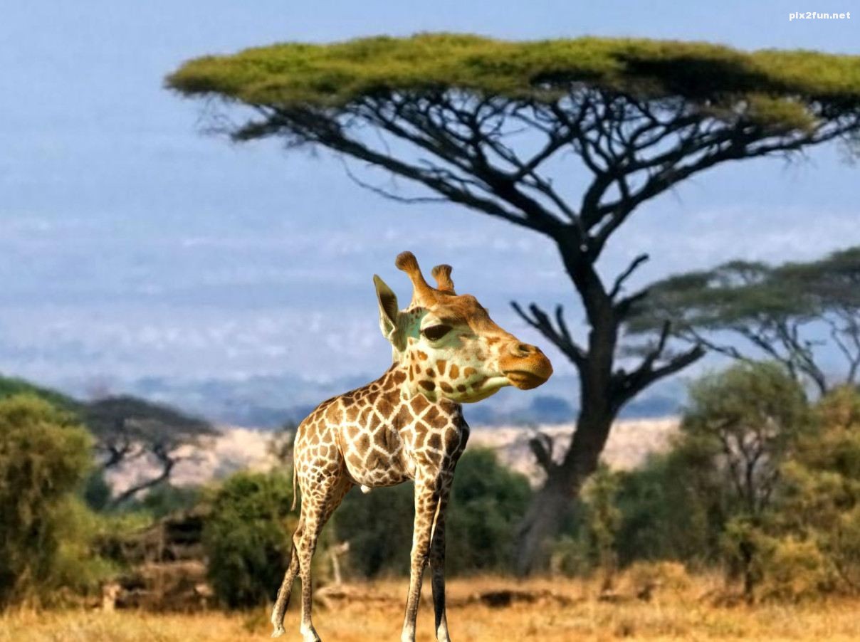 عکس از حیوانات بدون گردن