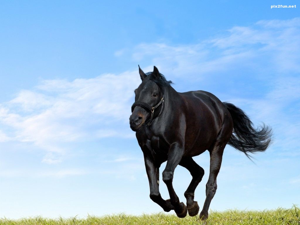 عکس از حیوانات بدون گردن