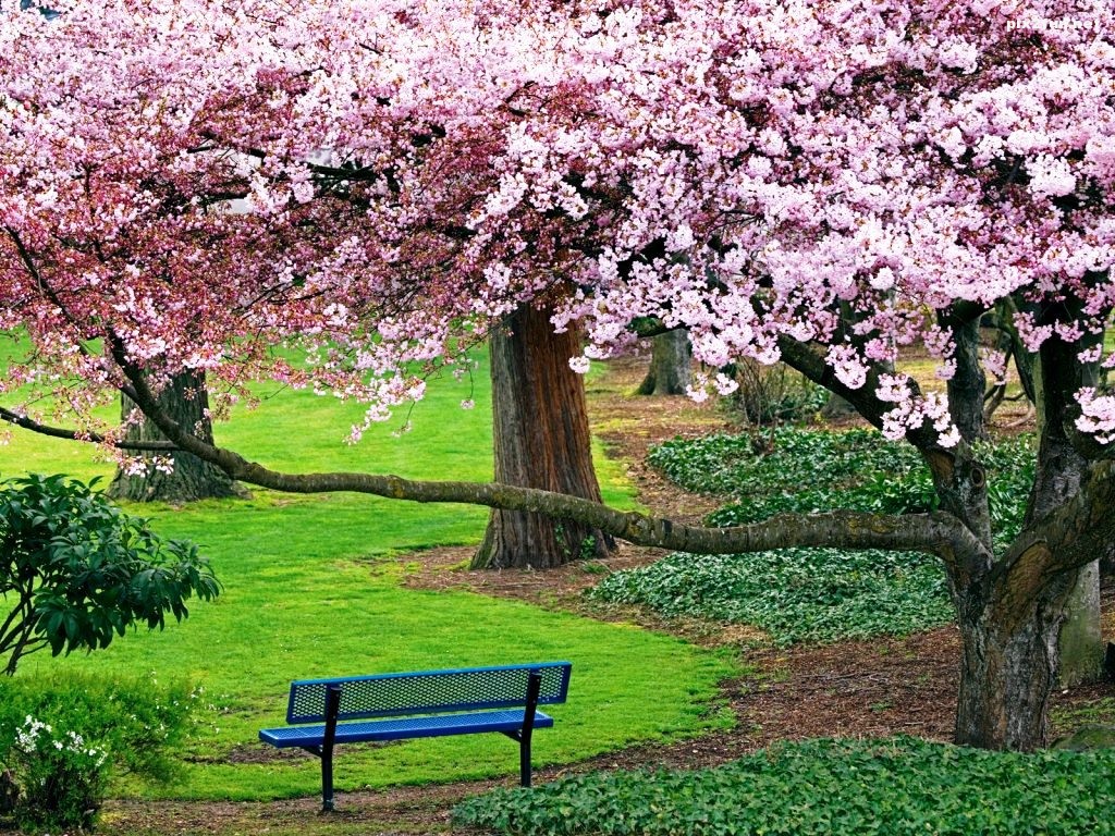 flowering-cherries-in-the-park-1024x768