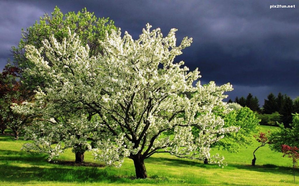 flowering-trees-in-spring-1280x800