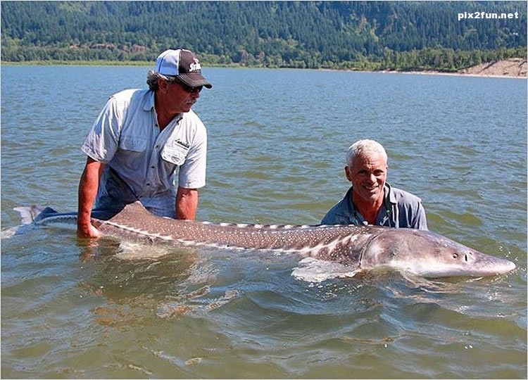 عکس از جالب ترین ماهی های دنیا