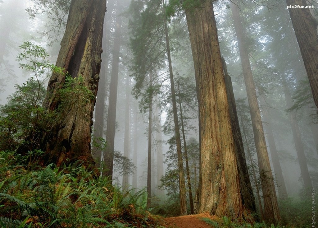 fog-forest-wallpaper