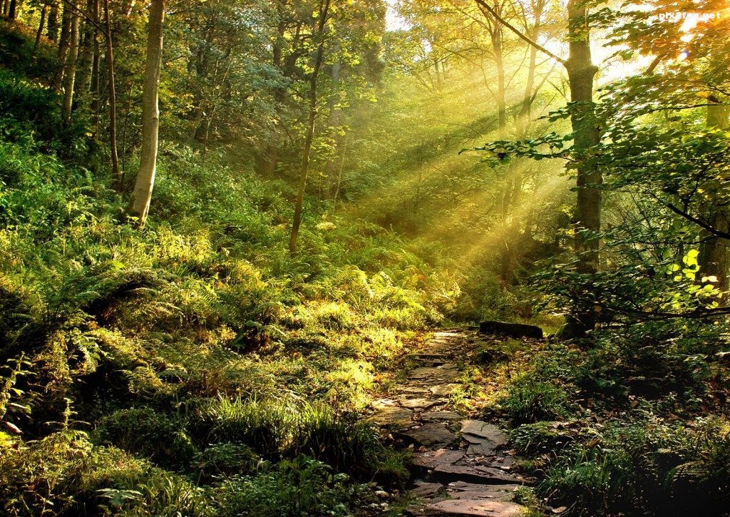 forest-morning-1024x768