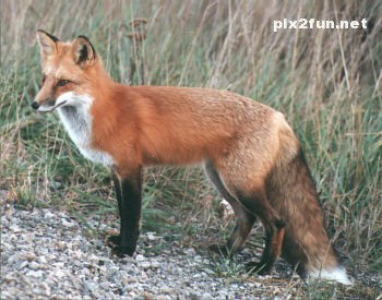 عکس های جدید از روباه