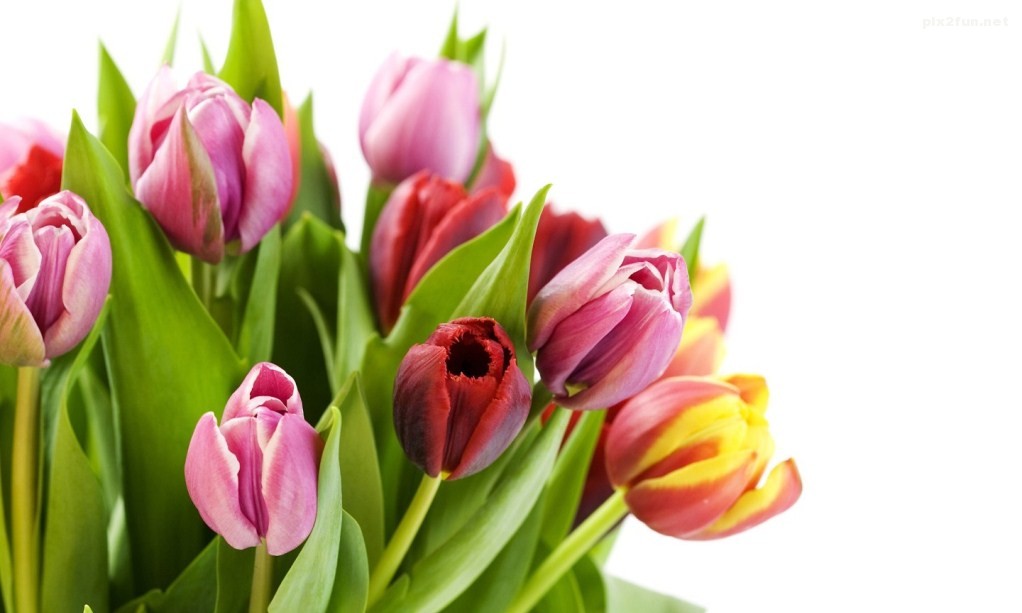 free-wallpagjkper-17