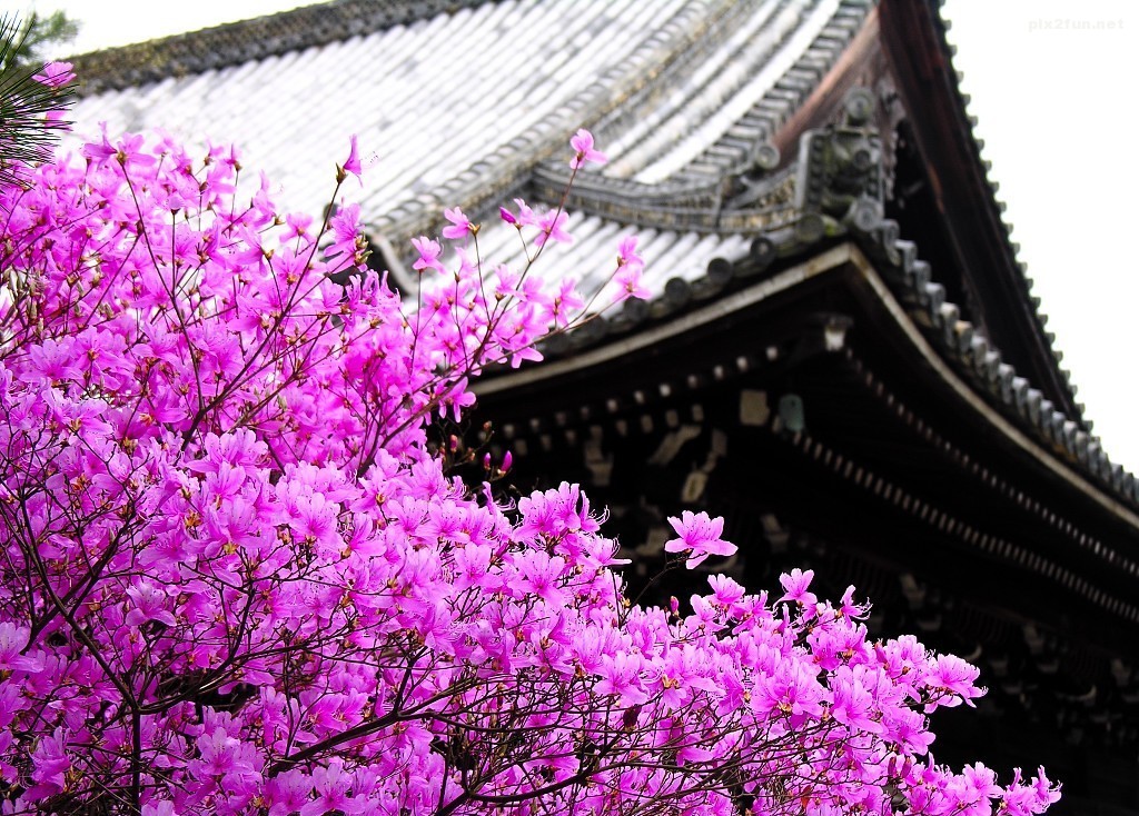 free-wallpapngher-13