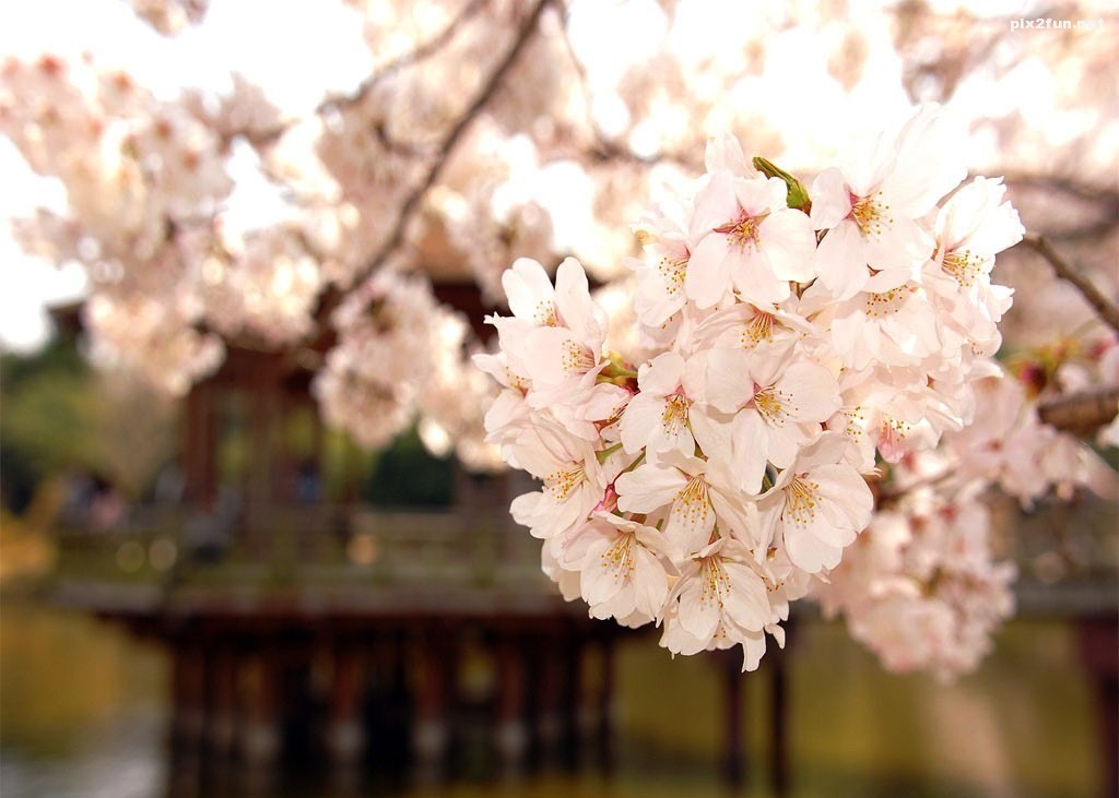 full-blossom-spring-nature-wallpapers-1024x768