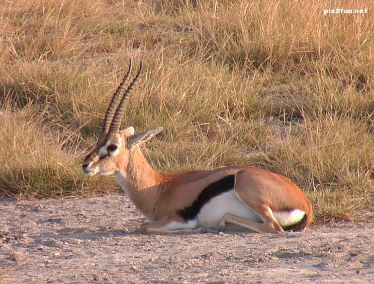 عکس های جدید از آهو کوهی