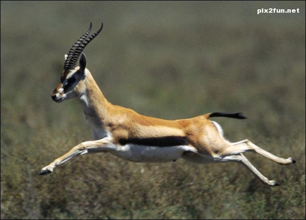 عکس های جدید از آهو کوهی