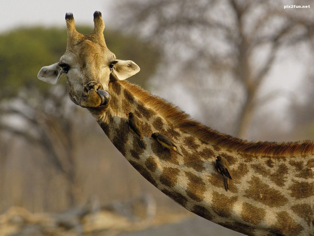 giraffe-hd-wallpaper