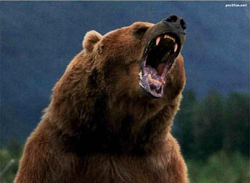 grizzly-bear-wallpaper