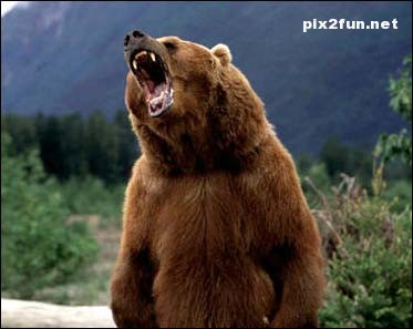 عکس های جدید از خرس های گریزلی