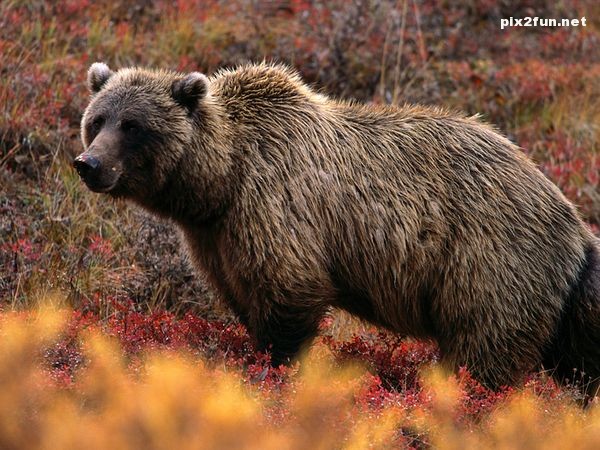 عکس های جدید از خرس های گریزلی