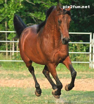 عکس های جدید از اسب