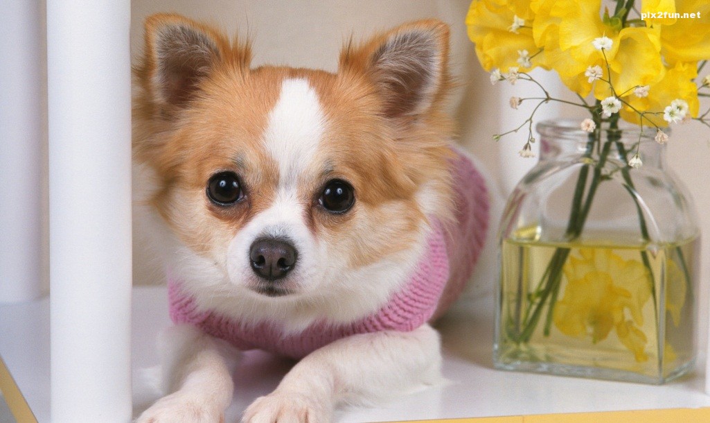 lovely_Puppy_wallpaper_da237038f_wallcoo.com_