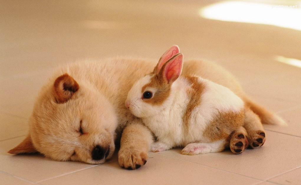 lovely_Puppy_wallpaper_da237043f_wallcoo.com_