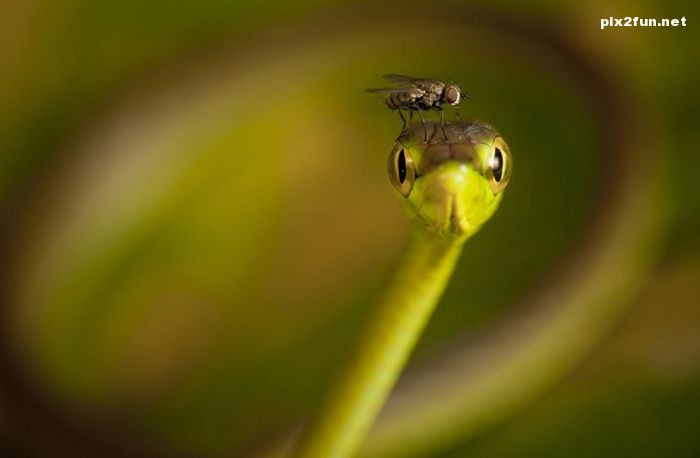 منتخبی از عکس های برتر نشنال جئوگرافیک