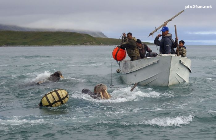 گلچین عکسهای 2013 نشنال جئوگرافیک