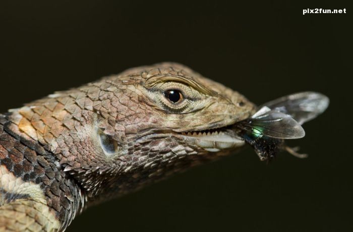 عکس های گلچین از نشنال جئوگرافیک