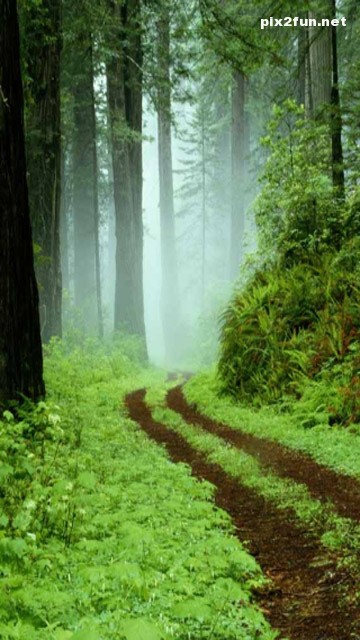 nature_mobile_wallpaper_032