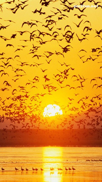 nature_mobile_wallpaper_034