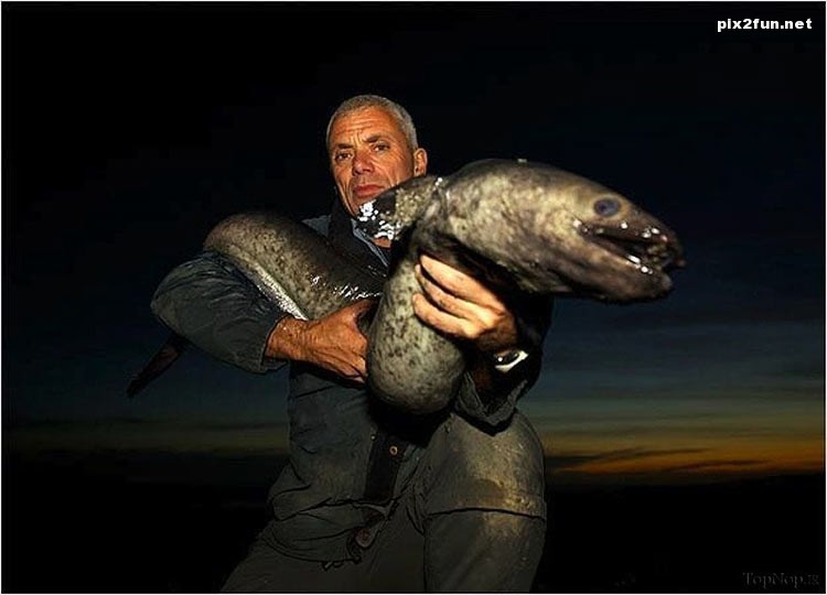 عکس های بزرگترین ماهی های دنیا - سری سوم