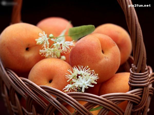 normal_avazak_ir-Fruit (100)