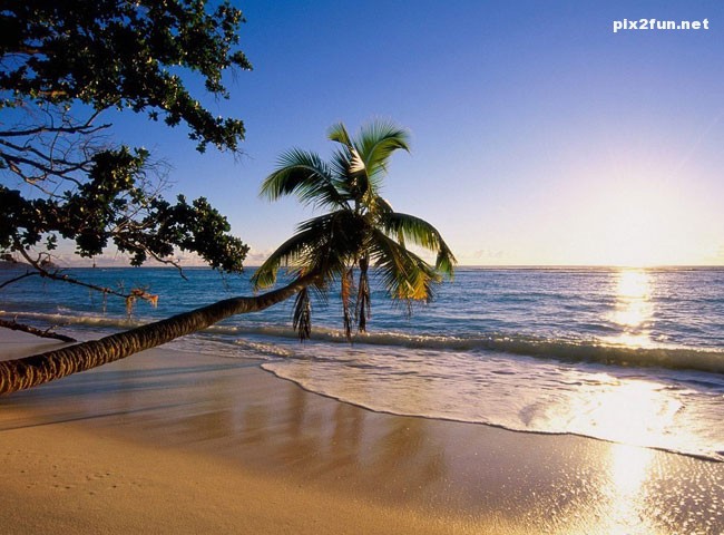 palm_sunset_wallpaper_001