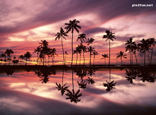 palm_sunset_wallpaper_003