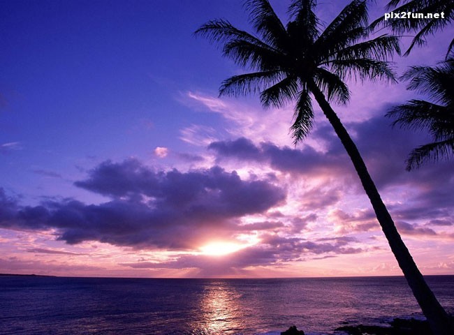 palm_sunset_wallpaper_004