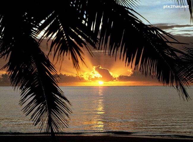 palm_sunset_wallpaper_005