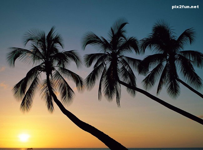 palm_sunset_wallpaper_014