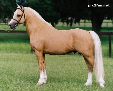 عکس های جدید از اسب