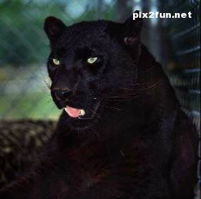 عکس های جدید از یوزپلنگ