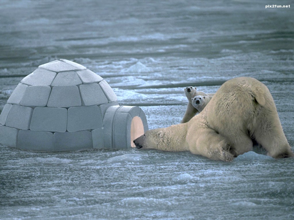 polar-bear-wallpaper-2-868