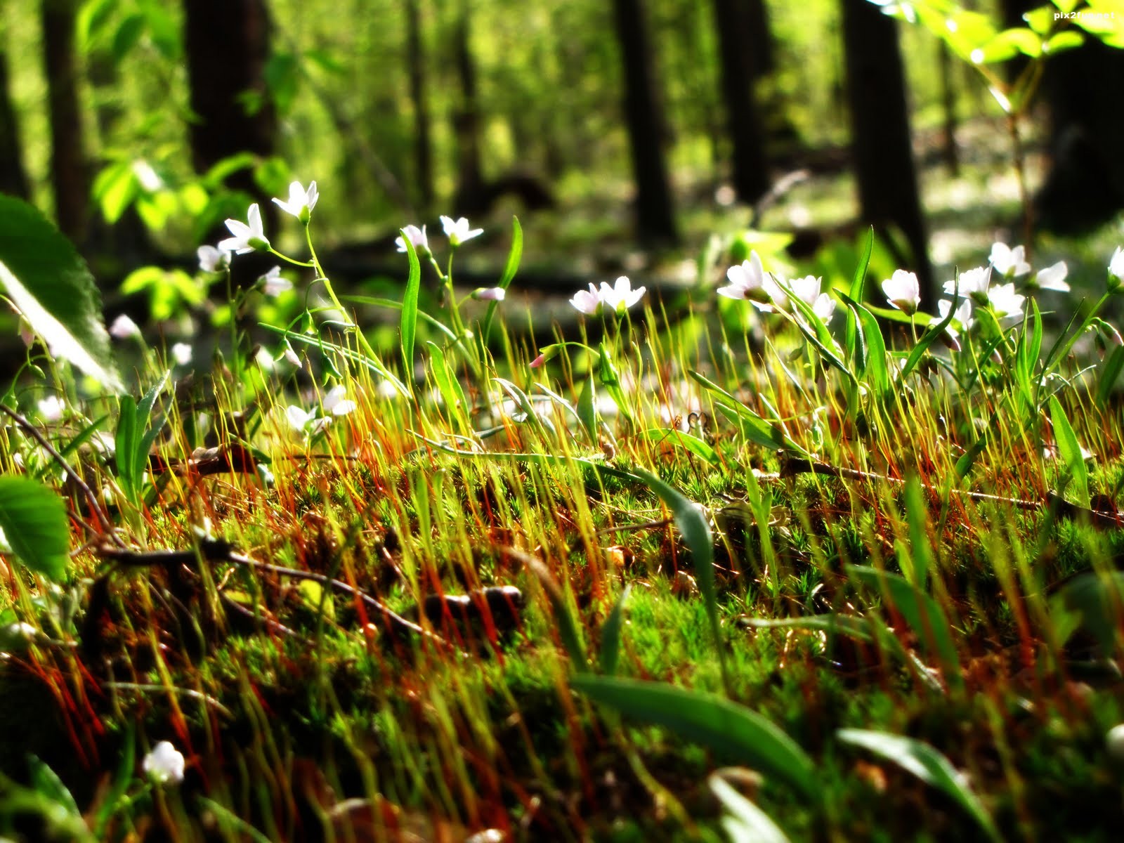 poze-desktop-primavara