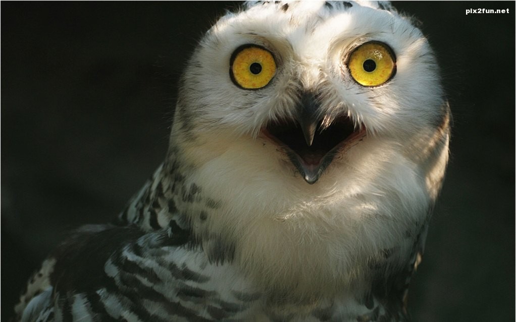 really-surprised-owl_wallpaper