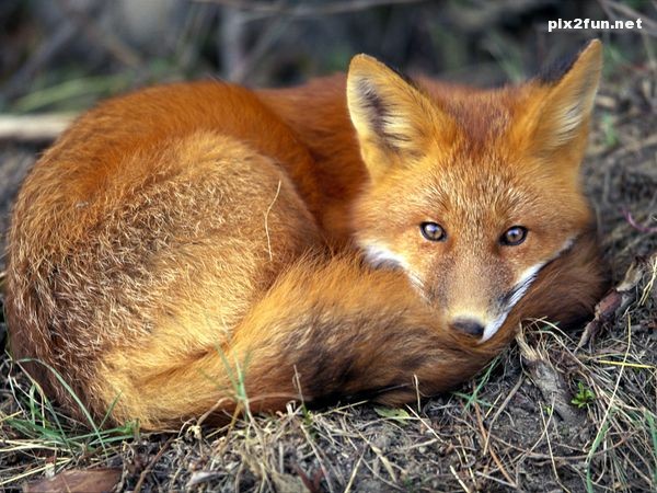 عکس های جدید از روباه