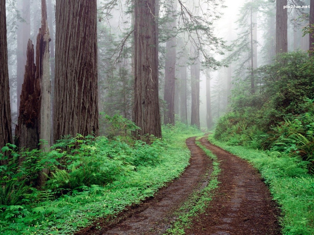 redwood-national-park-california-1024x768