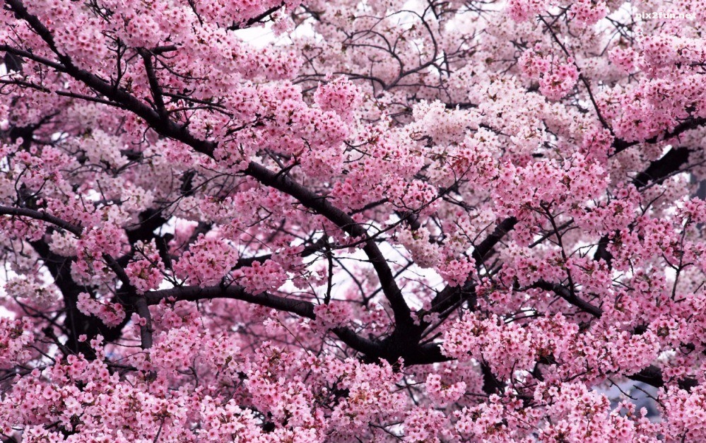 sakura-burst-1280x800