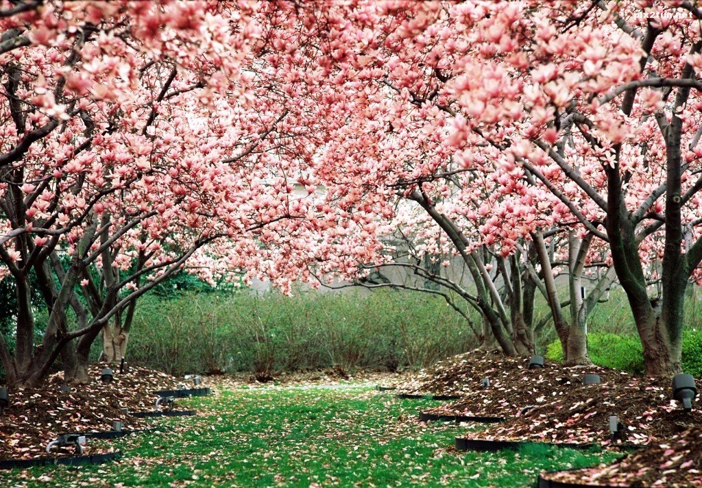 sakura-trail-1024x768