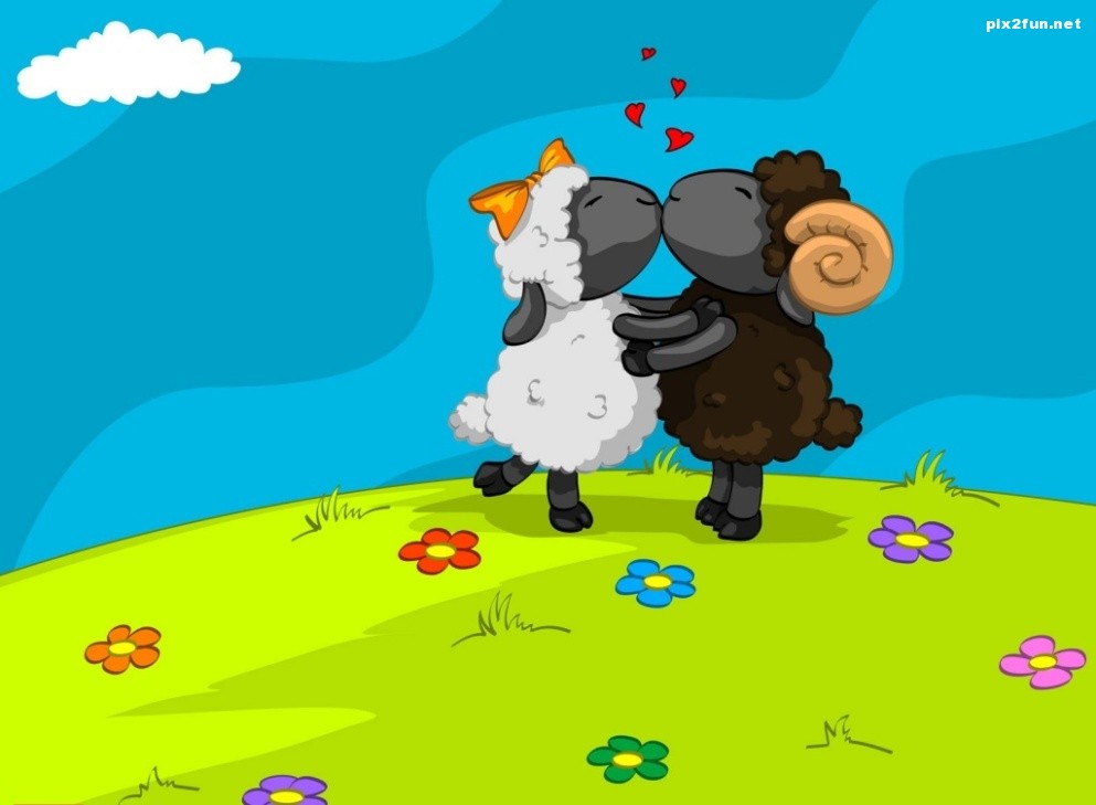 sheeps_in_love-wallpaper-1024x768