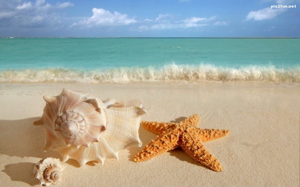 shells-and-starfish-on-the-beach-1280x800