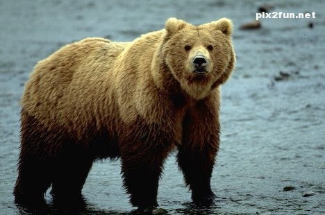 عکس های جدید از خرس های گریزلی