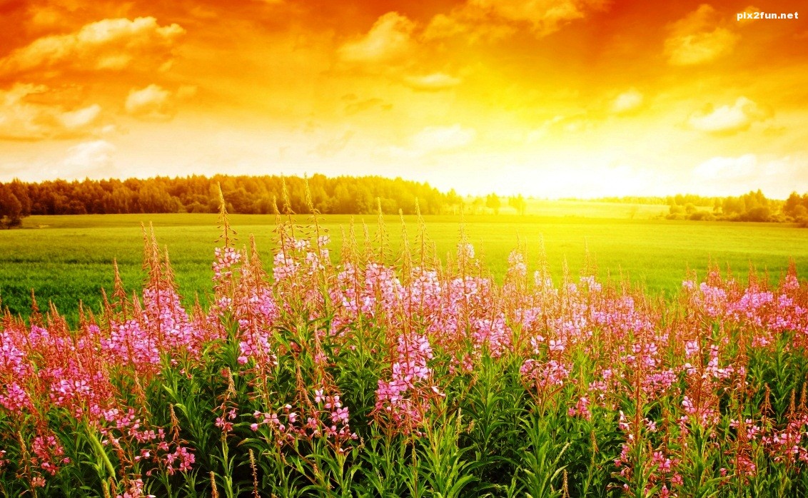 summer_day_4-wallpaper-1152x720