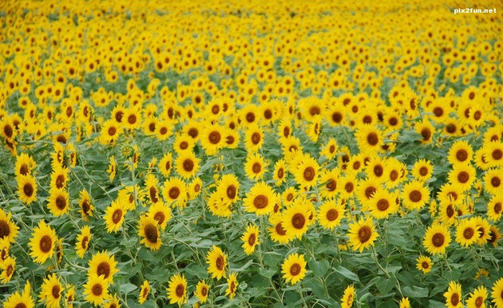 sunflower_field-wallpape