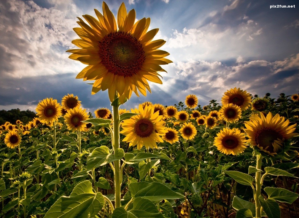 sunflowers