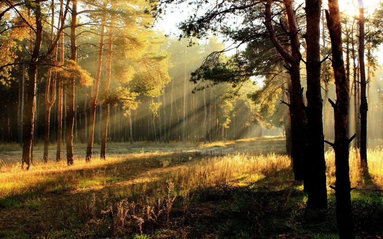 sunrise-in-the-forest-1280x800