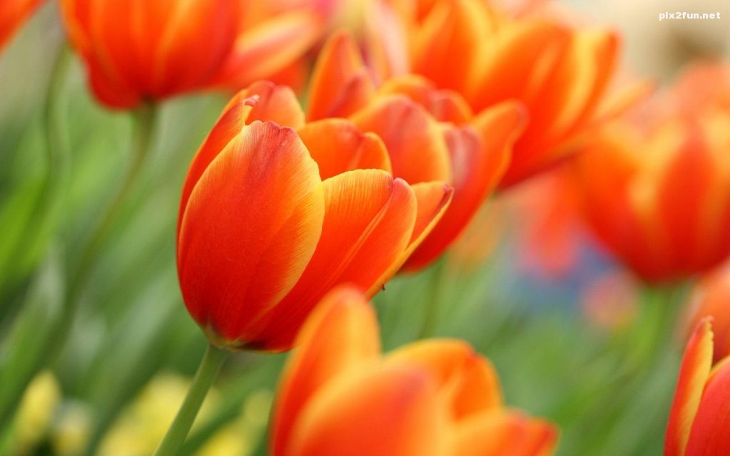 super-tulips-1280x800