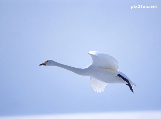 swan_wallpapers_001